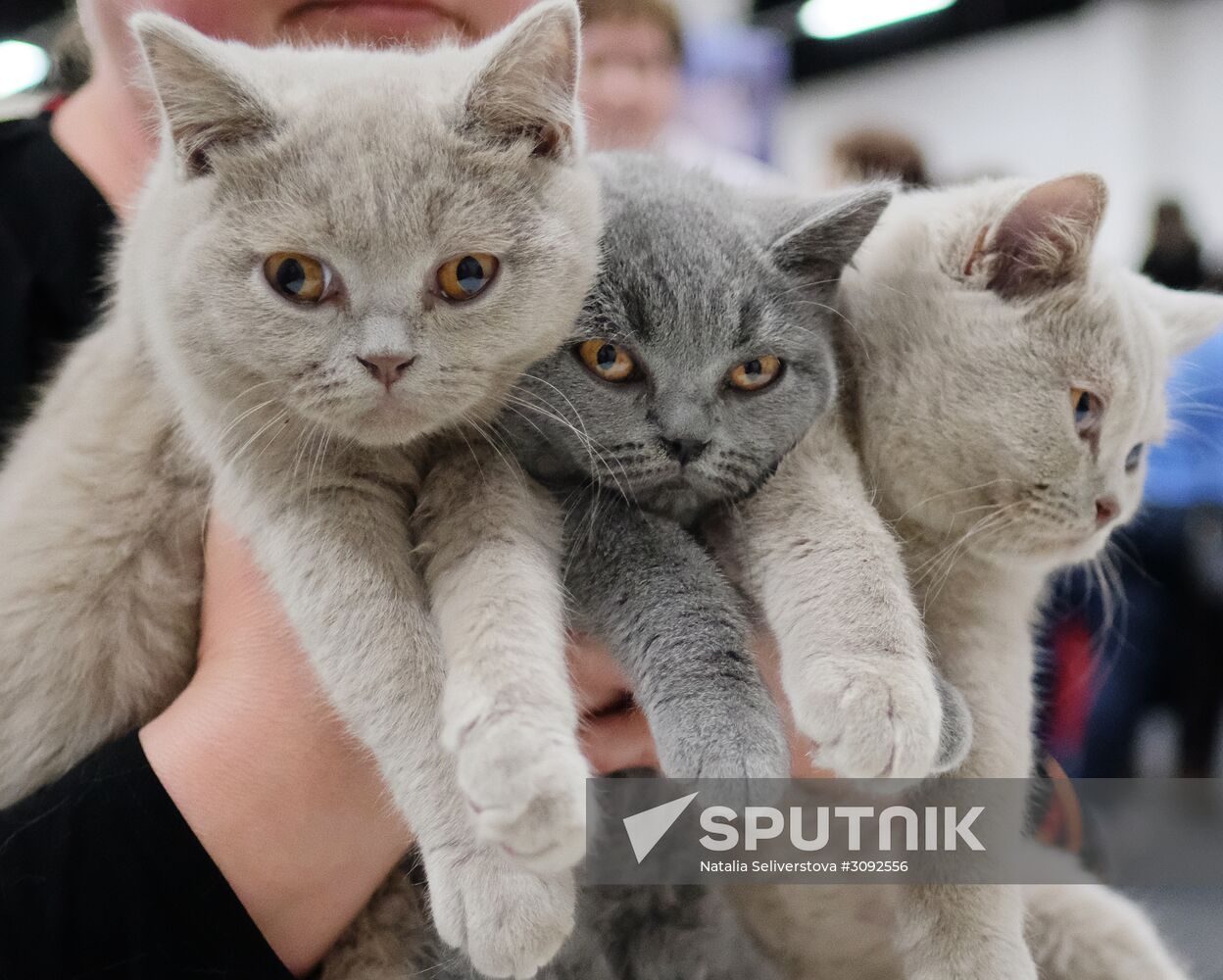 Valencia Cup Spring cat show