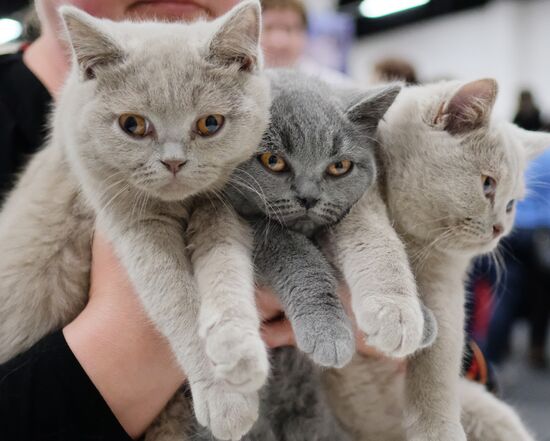 Valencia Cup Spring cat show