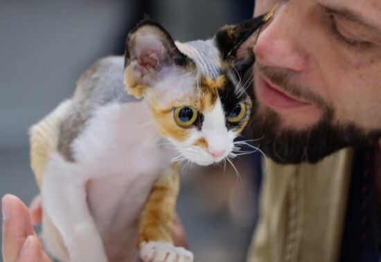 Valencia Cup Spring cat show