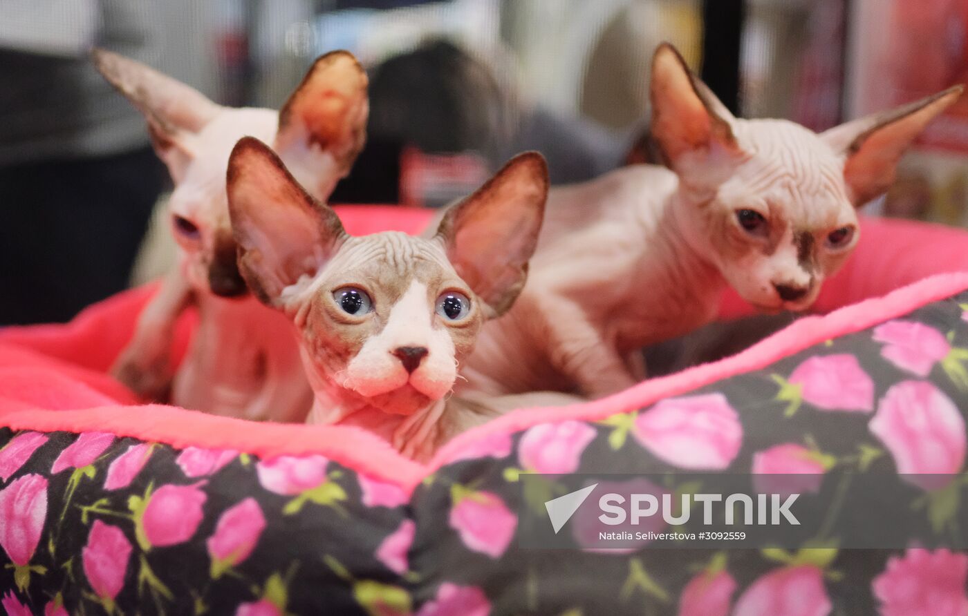 Valencia Cup Spring cat show