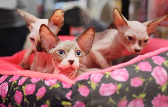 Valencia Cup Spring cat show