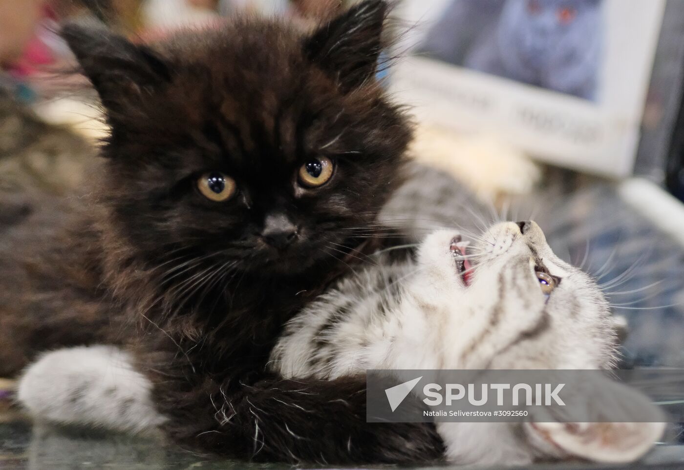 Valencia Cup Spring cat show