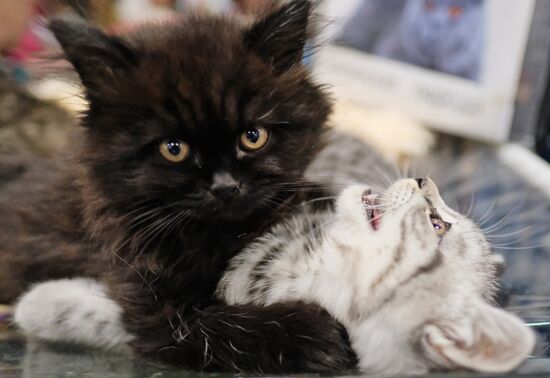 Valencia Cup Spring cat show