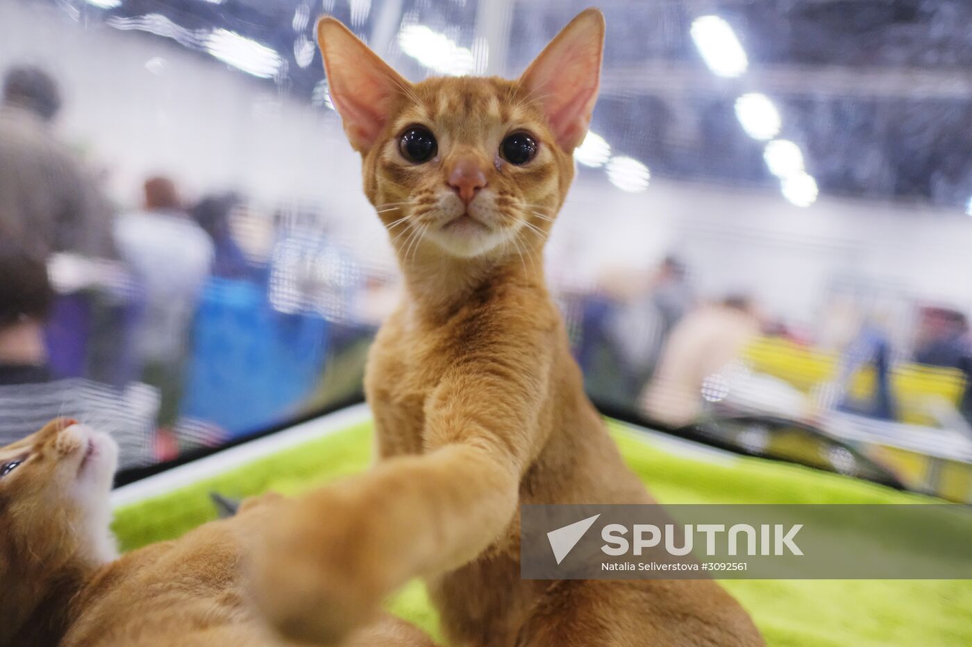 Valencia Cup – Spring cat show