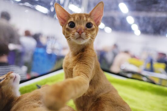 Valencia Cup – Spring cat show