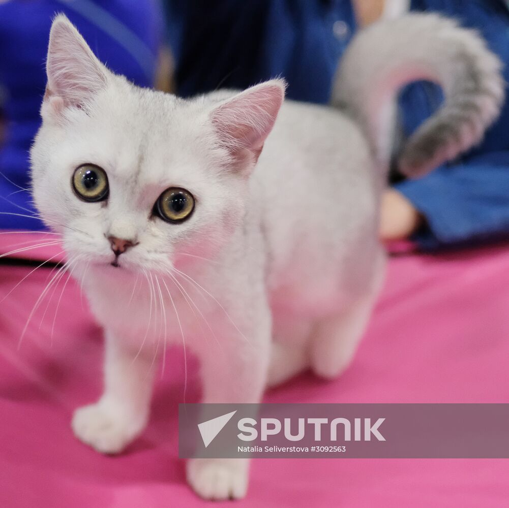 Valencia Cup Spring cat show