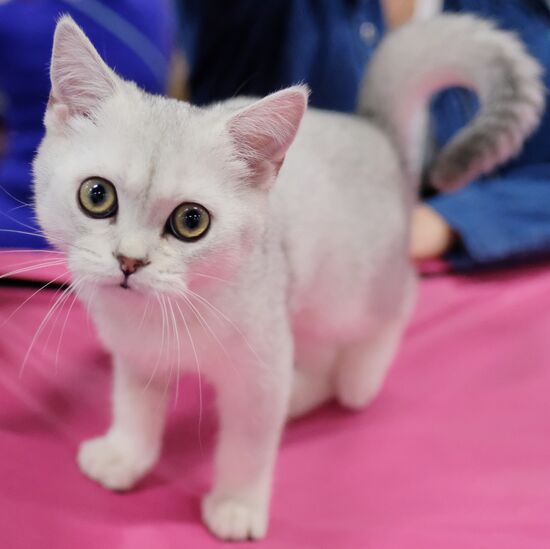 Valencia Cup Spring cat show