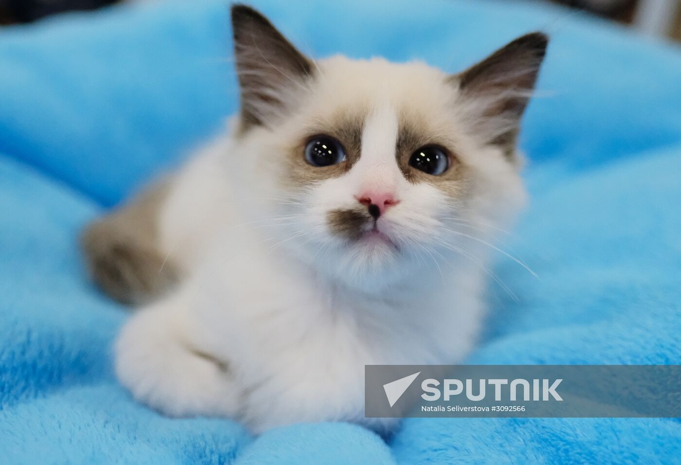 Valencia Cup Spring cat show