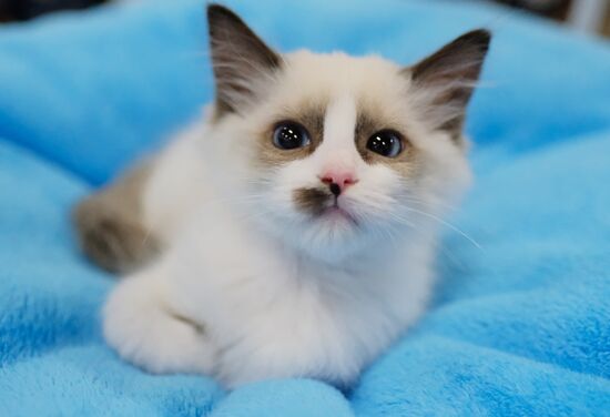 Valencia Cup Spring cat show