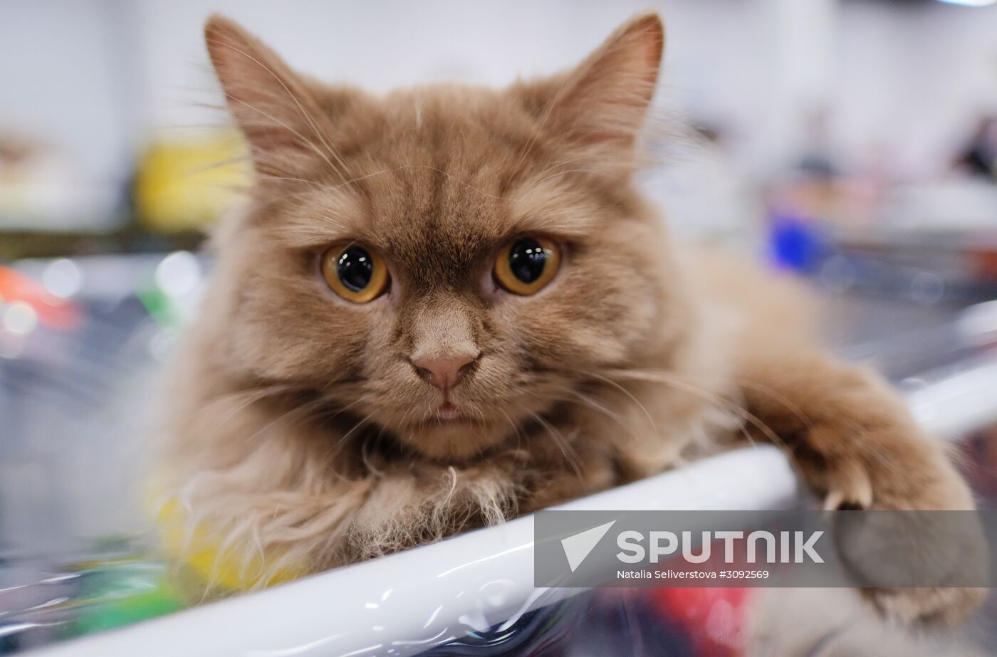 Valencia Cup Spring cat show