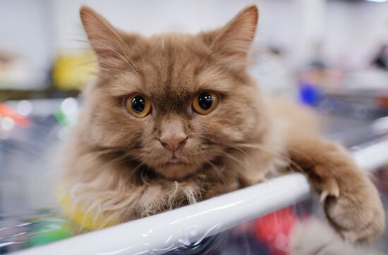 Valencia Cup Spring cat show