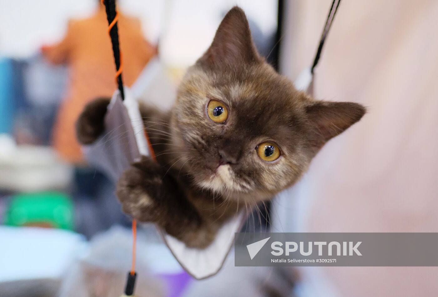 Valencia Cup Spring cat show