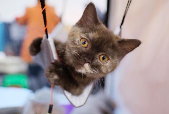 Valencia Cup Spring cat show