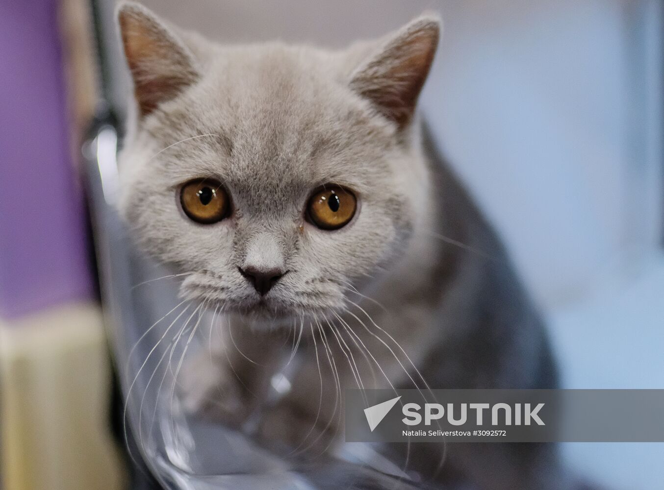 Valencia Cup Spring cat show