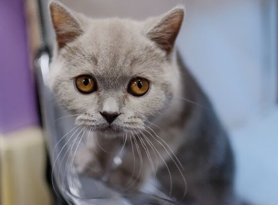 Valencia Cup Spring cat show