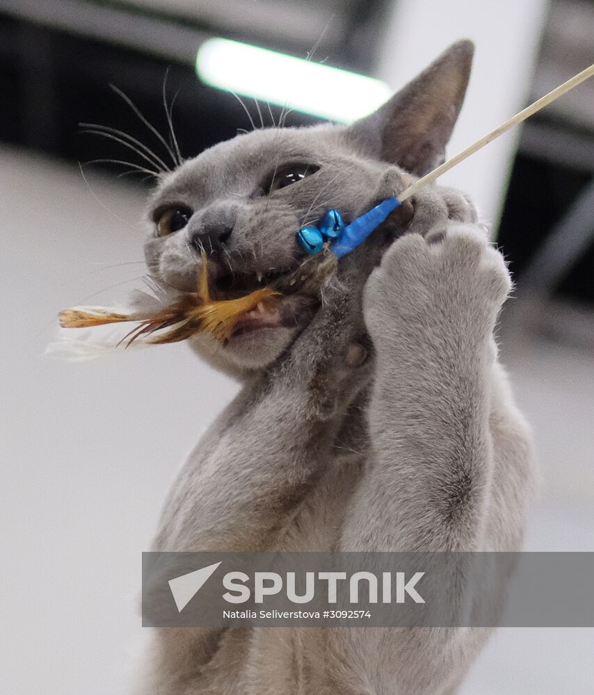 Valencia Cup – Spring cat show