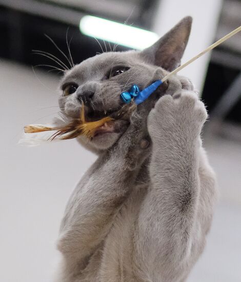 Valencia Cup – Spring cat show