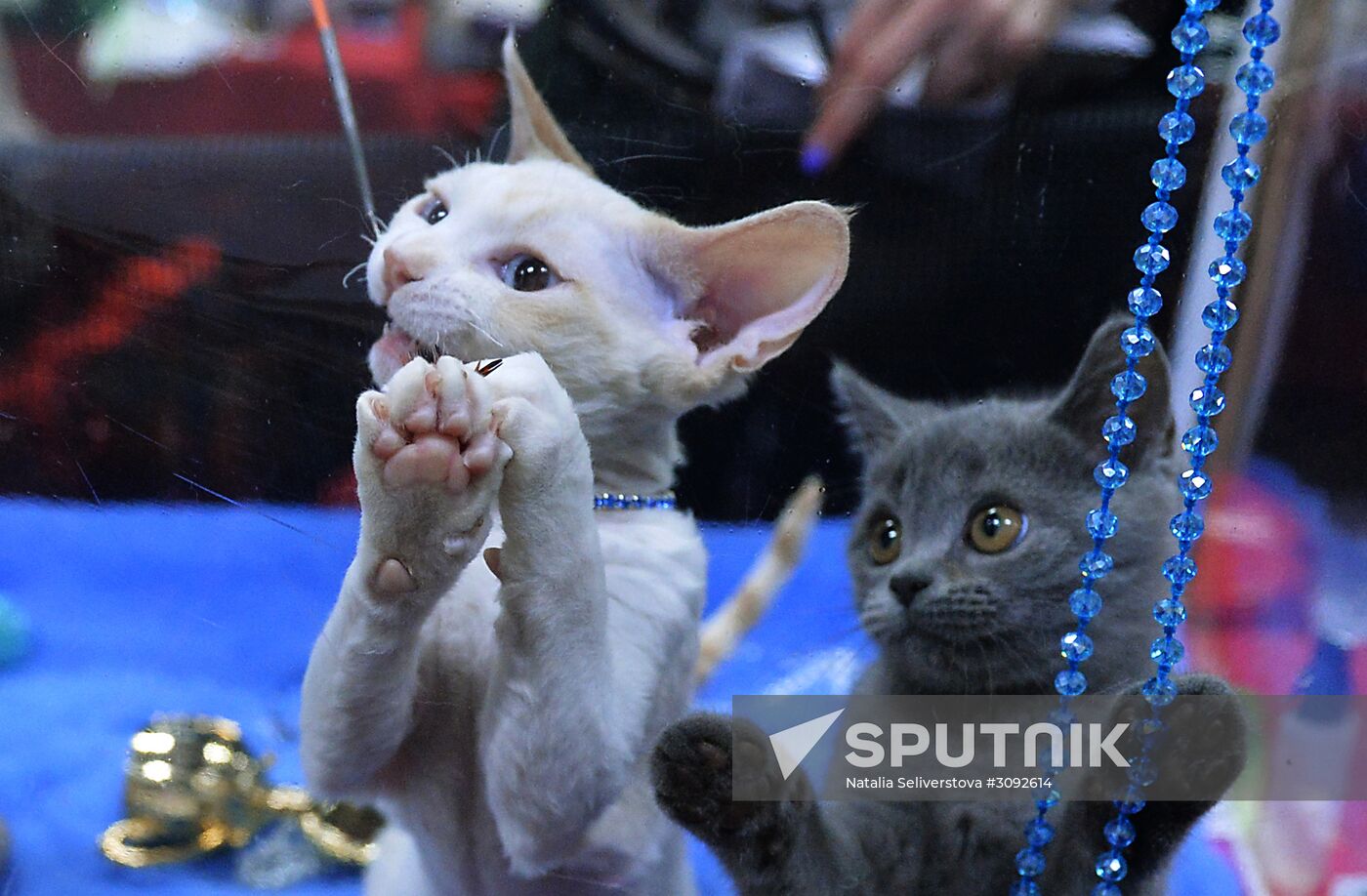 Valencia Cup Spring cat show