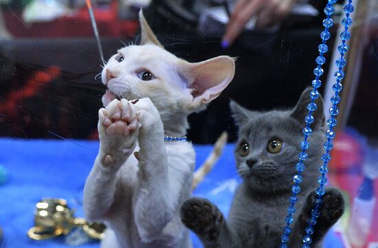 Valencia Cup Spring cat show
