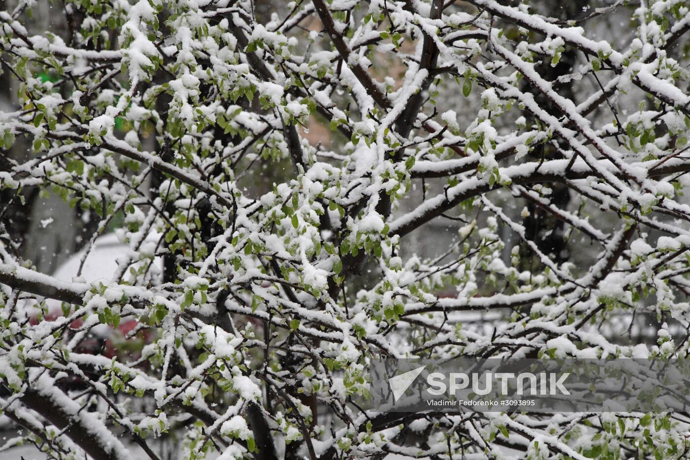 May snowfall in Moscow