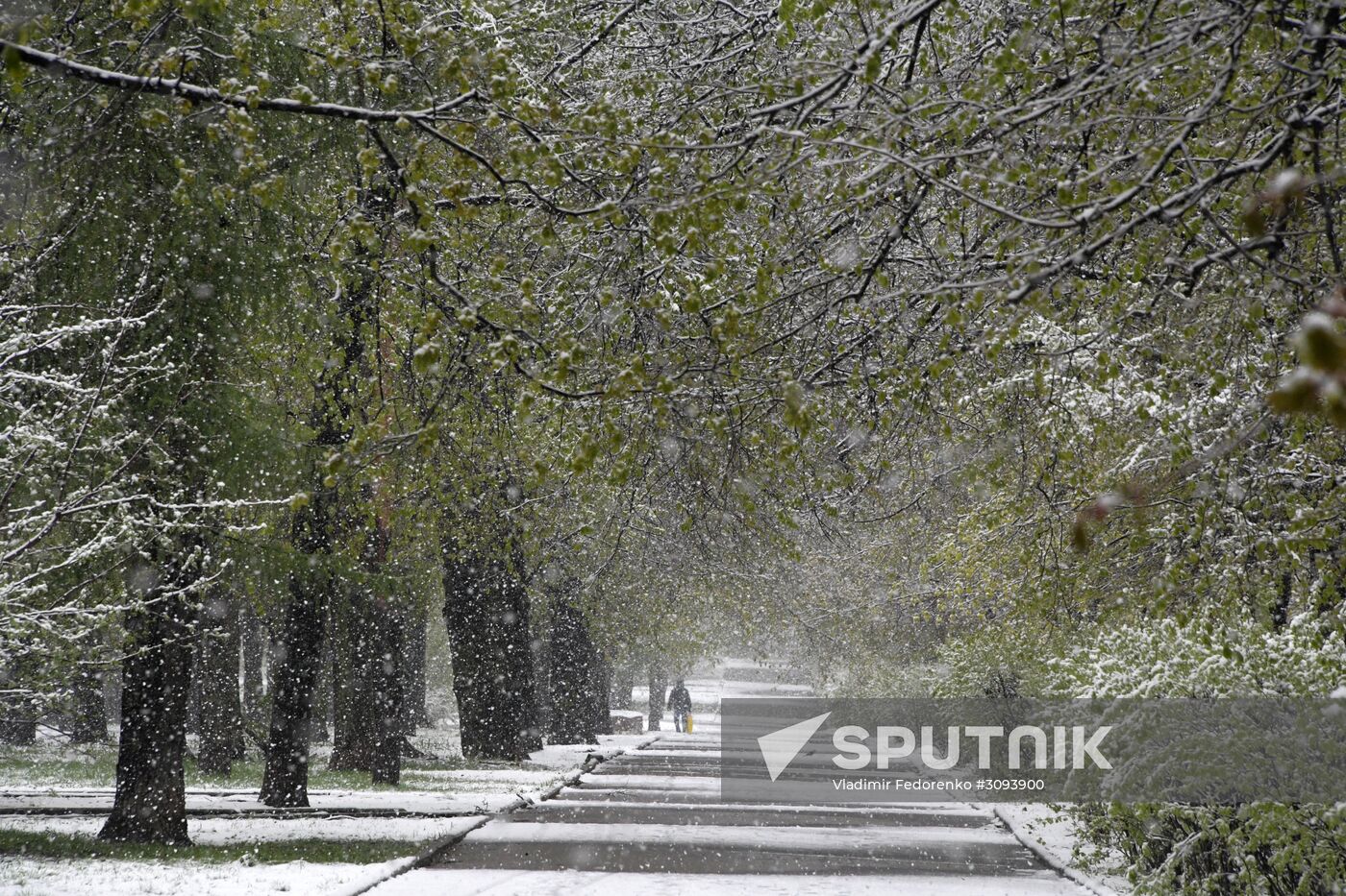 May snowfall in Moscow