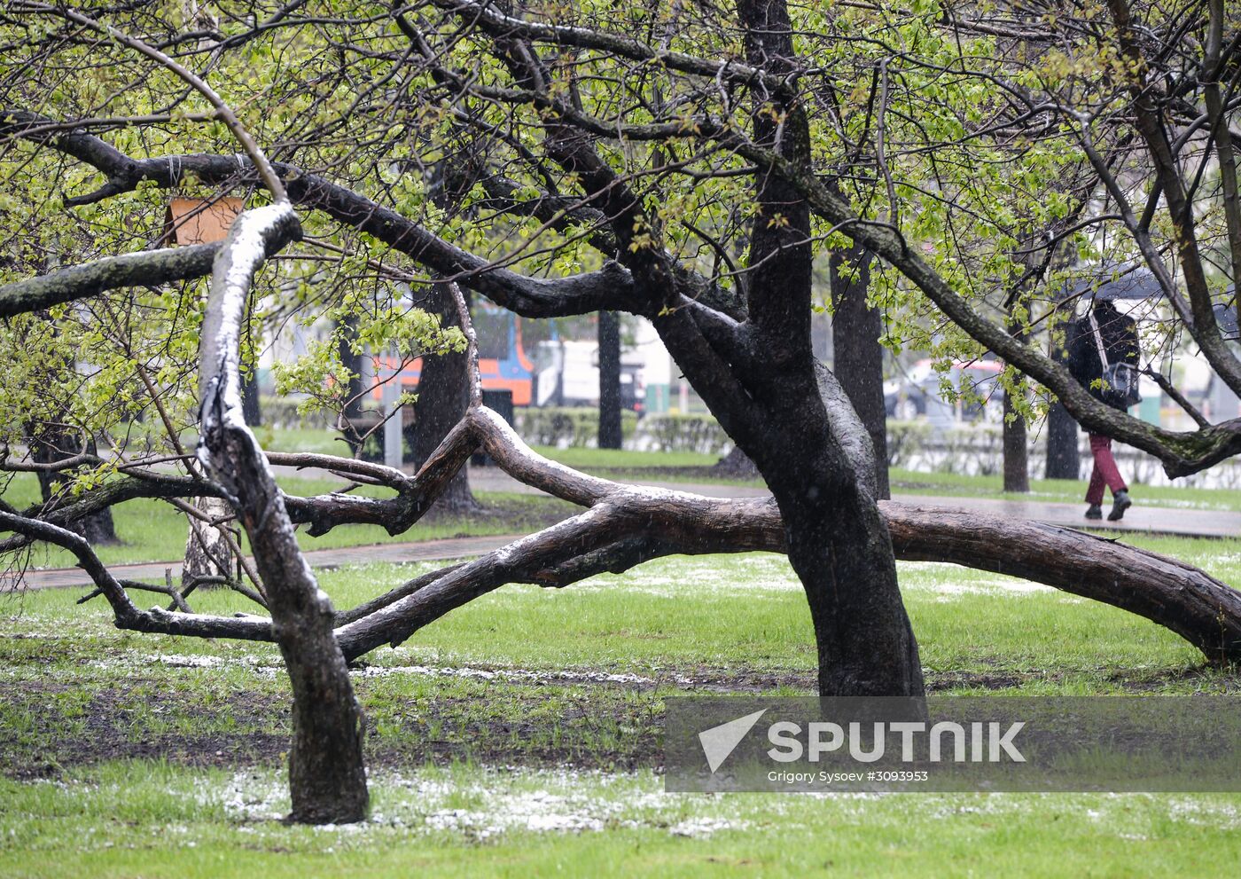 May snowfall in Moscow