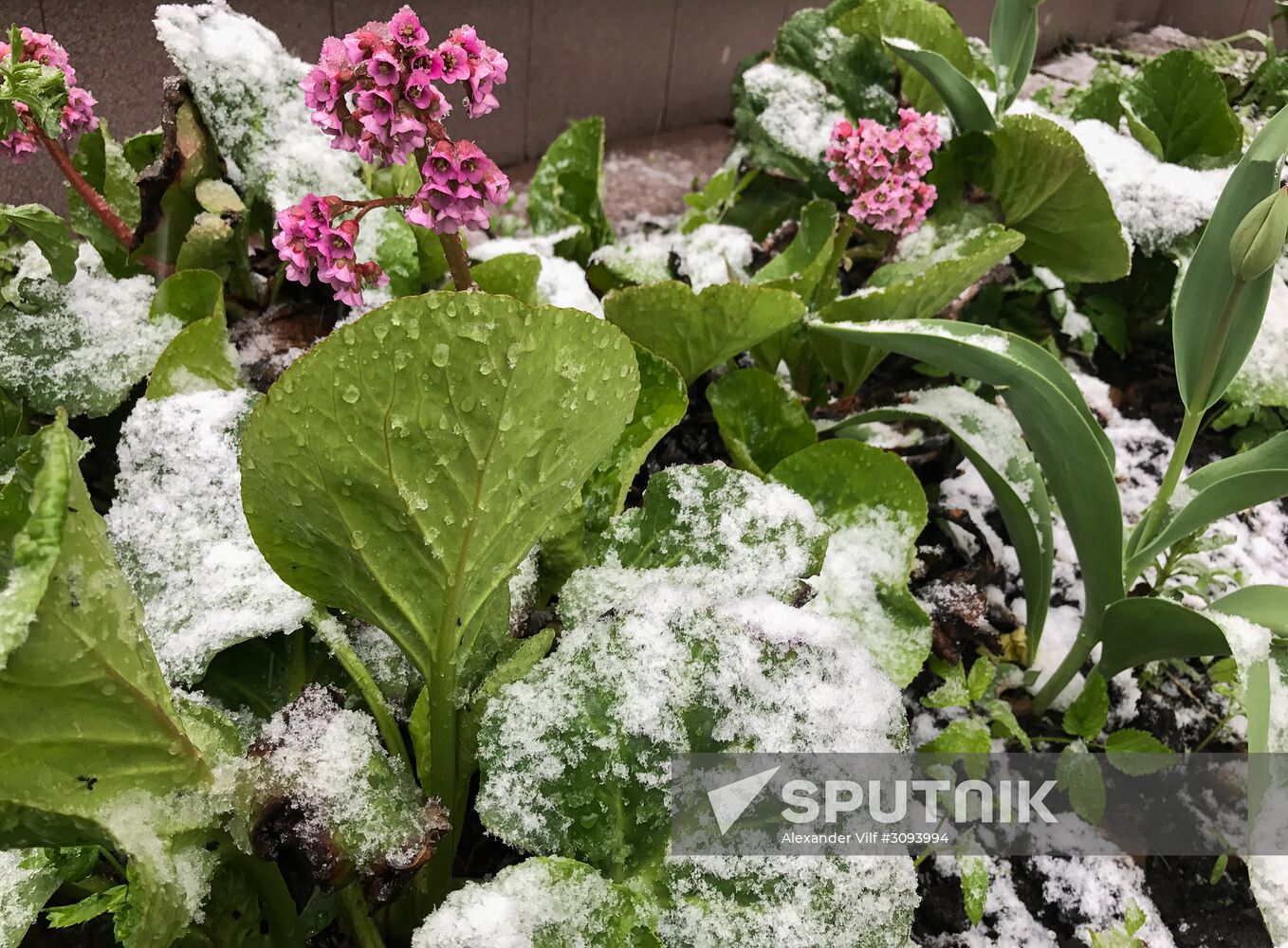 May snowfall in Moscow