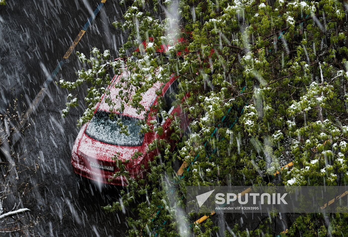 May snowfall in Moscow