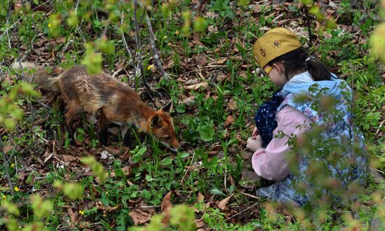 Fox settles near oceanarium on Russky Island with cubs