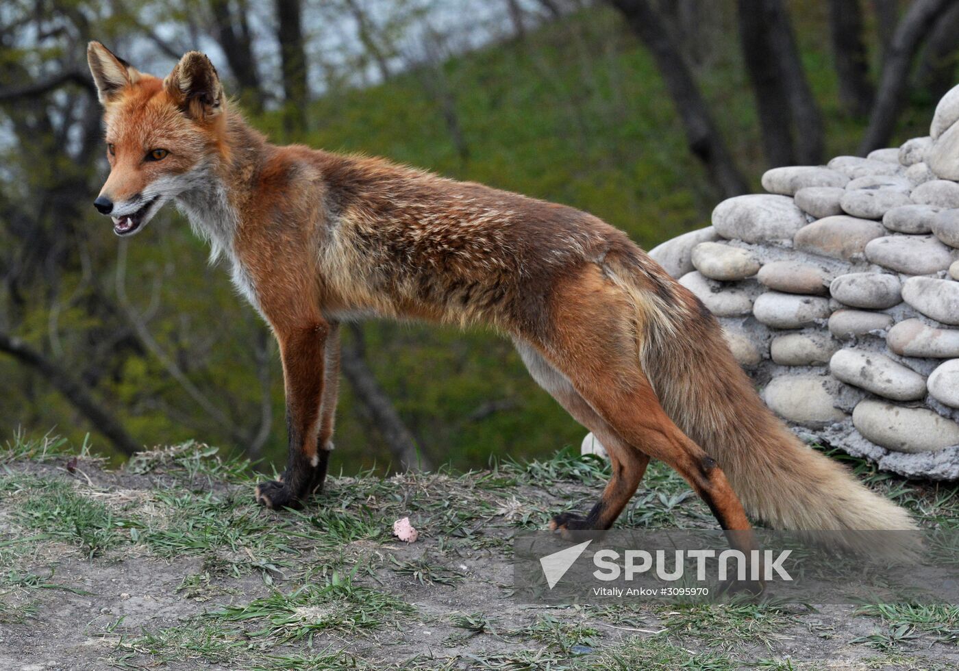 Fox settles near oceanarium on Russky Island with cubs