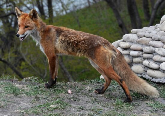 Fox settles near oceanarium on Russky Island with cubs