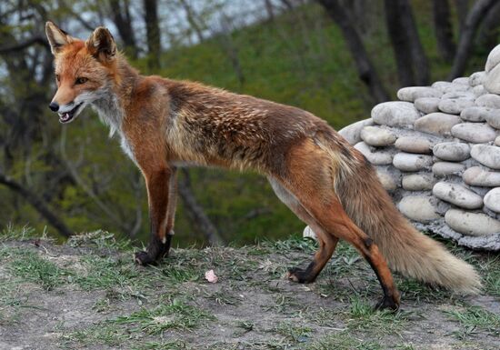 Fox settles near oceanarium on Russky Island with cubs