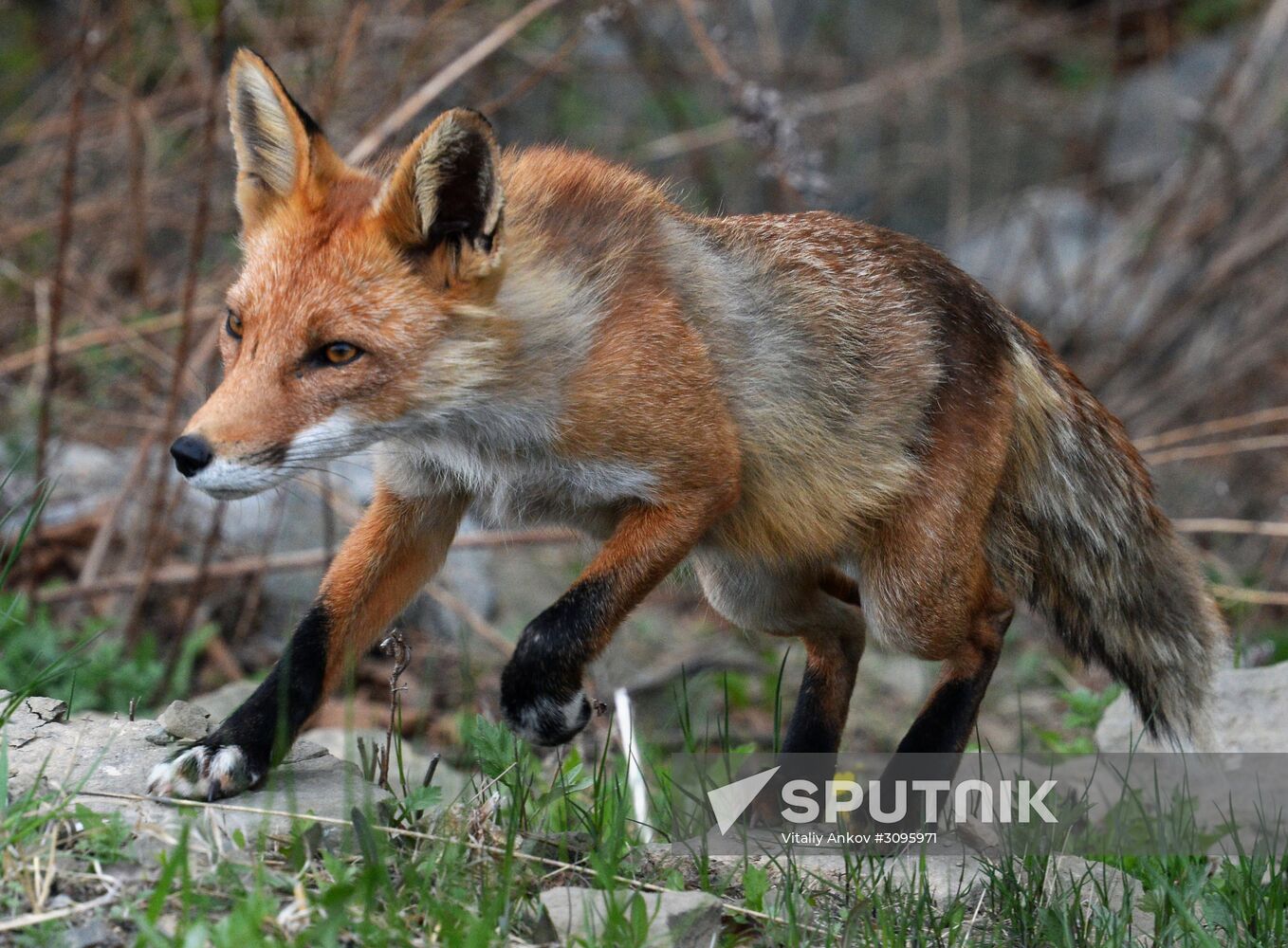 Fox settles near oceanarium on Russky Island with cubs