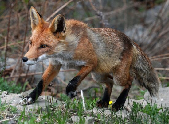 Fox settles near oceanarium on Russky Island with cubs