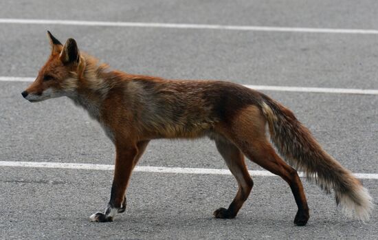 Fox settles near oceanarium on Russky Island with cubs