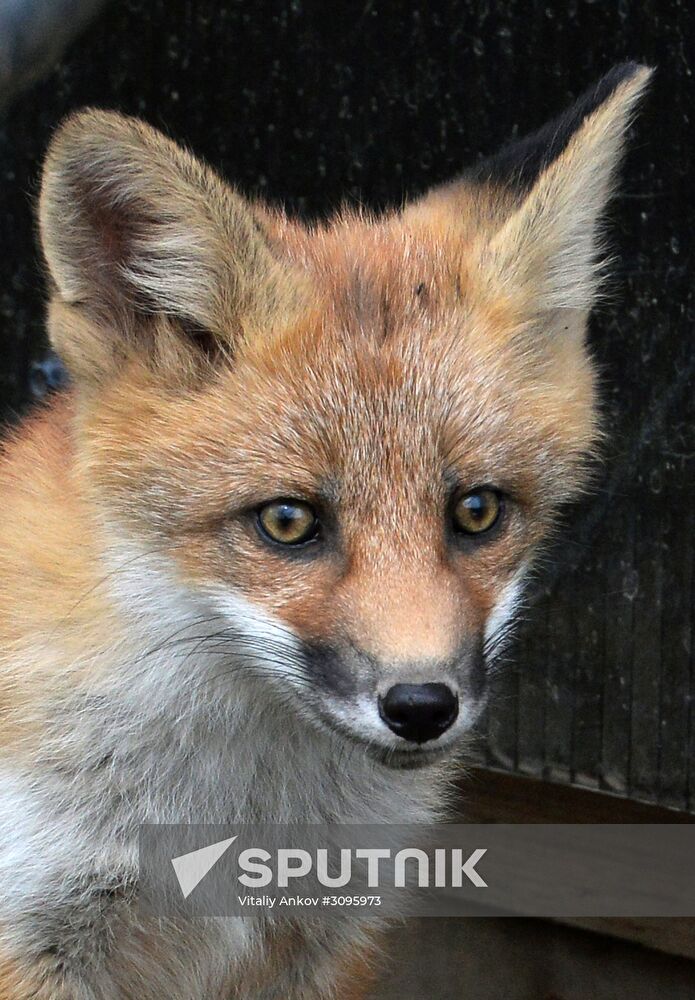 Fox settles near oceanarium on Russky Island with cubs