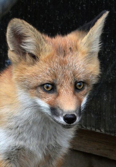 Fox settles near oceanarium on Russky Island with cubs