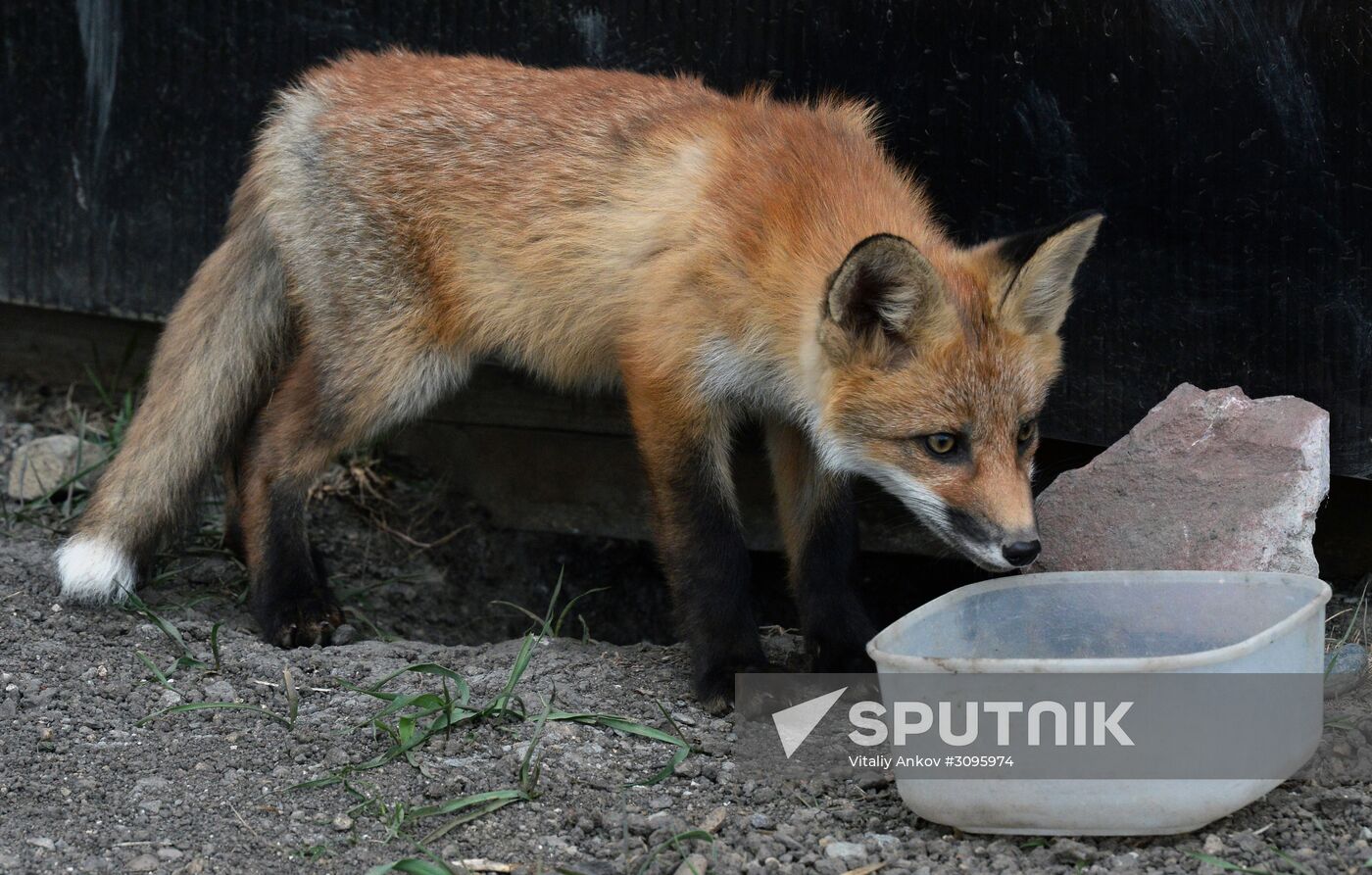 Fox settles near oceanarium on Russky Island with cubs
