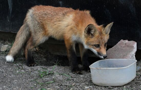 Fox settles near oceanarium on Russky Island with cubs