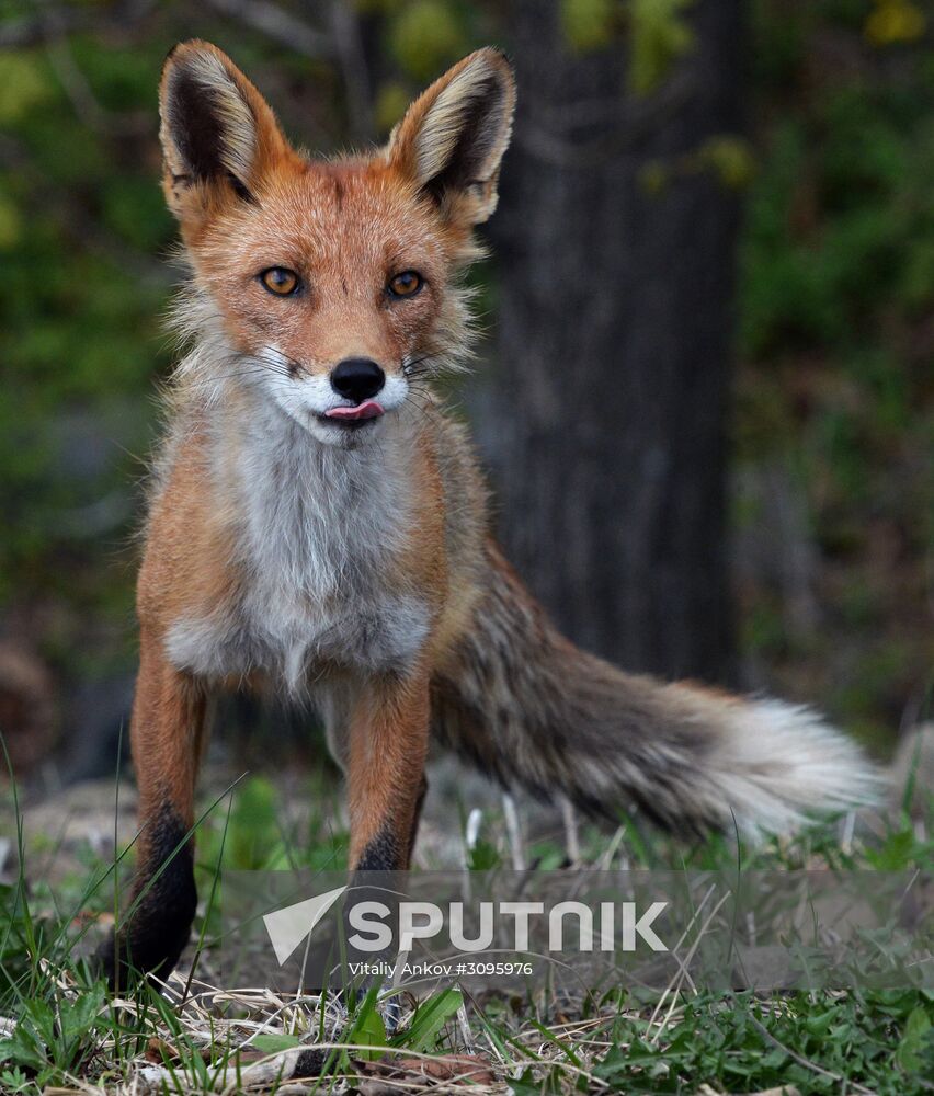 Fox settles near oceanarium on Russky Island with cubs