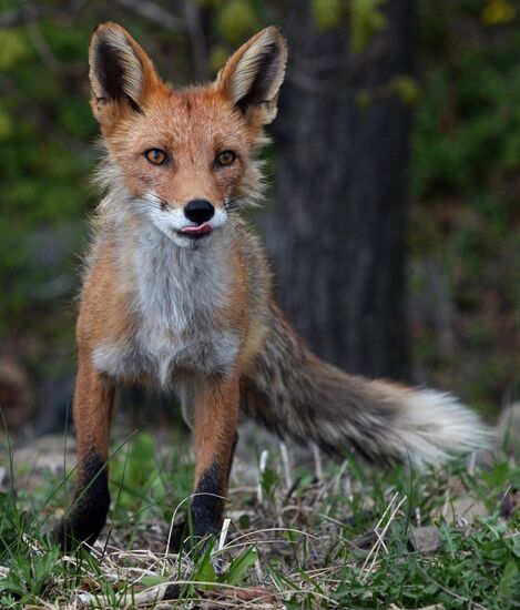 Fox settles near oceanarium on Russky Island with cubs
