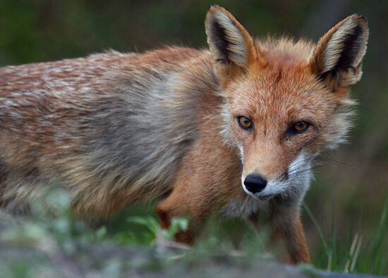 Fox settles near oceanarium on Russky Island with cubs