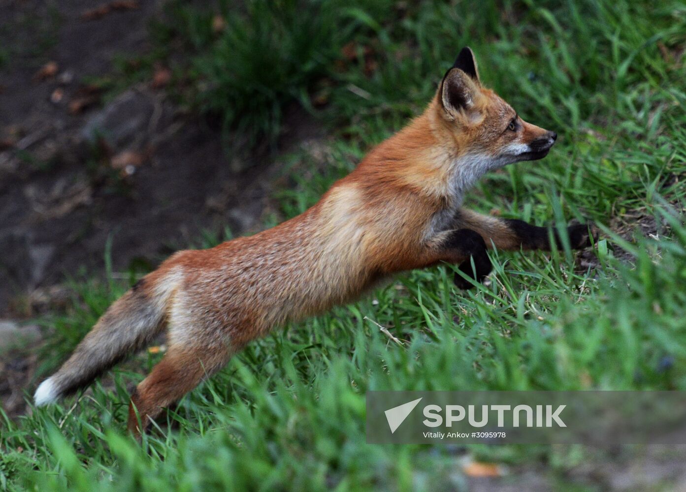 Fox settles near oceanarium on Russky Island with cubs