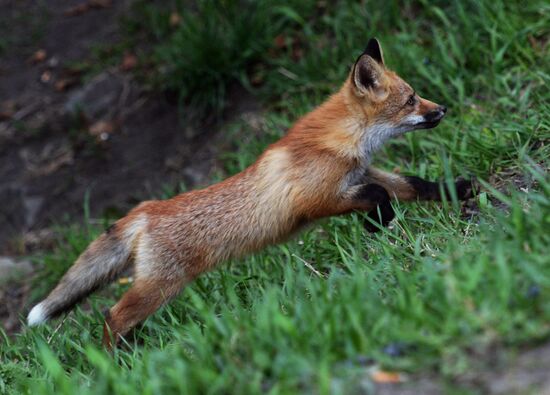 Fox settles near oceanarium on Russky Island with cubs