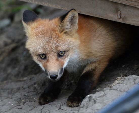 Fox settles near oceanarium on Russky Island with cubs