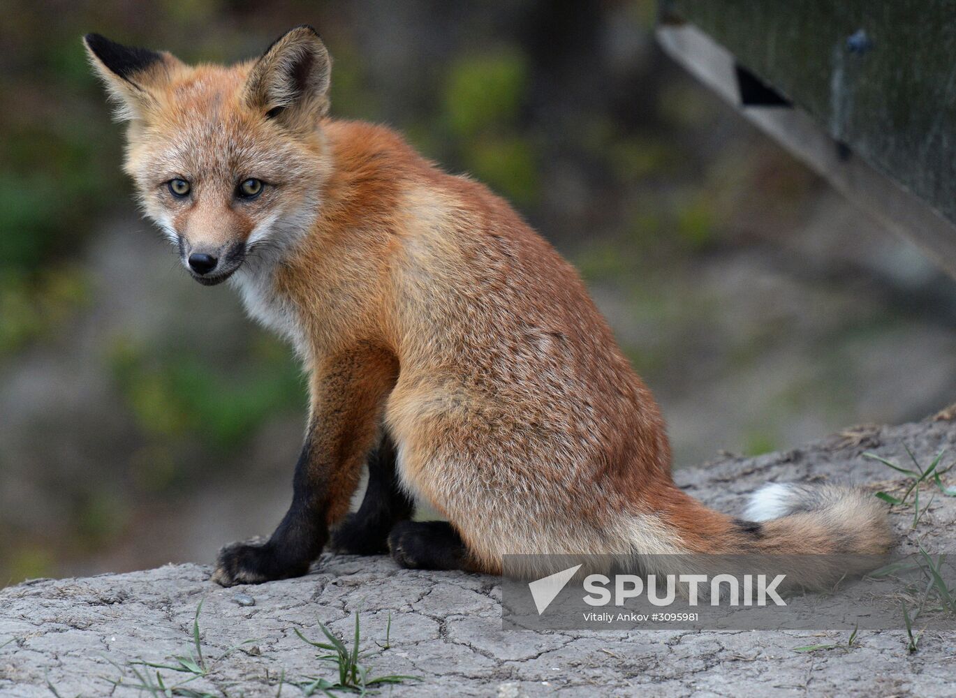 Fox settles near oceanarium on Russky Island with cubs
