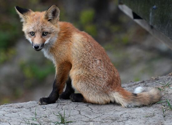 Fox settles near oceanarium on Russky Island with cubs