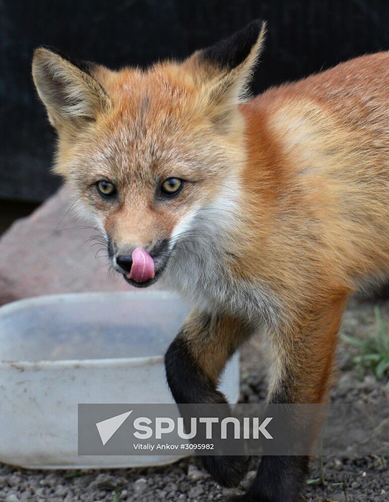 Fox settles near oceanarium on Russky Island with cubs