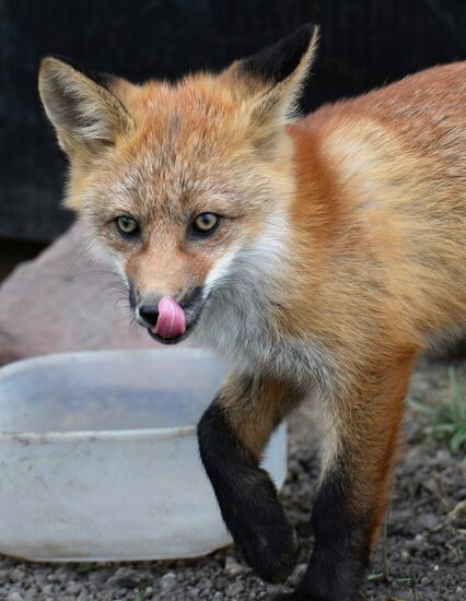 Fox settles near oceanarium on Russky Island with cubs
