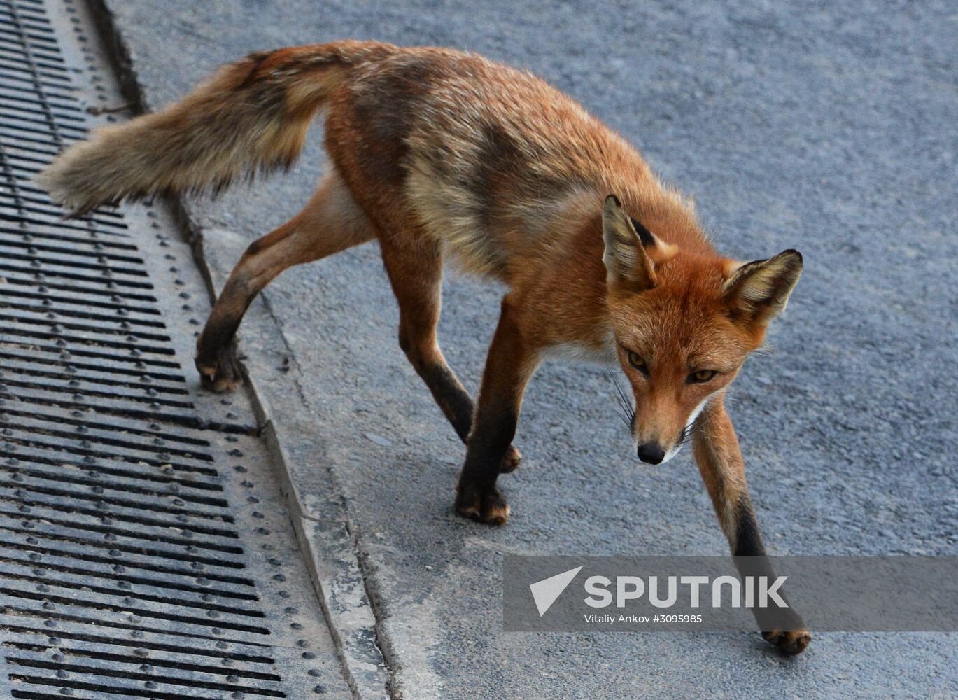 Fox settles near oceanarium on Russky Island with cubs
